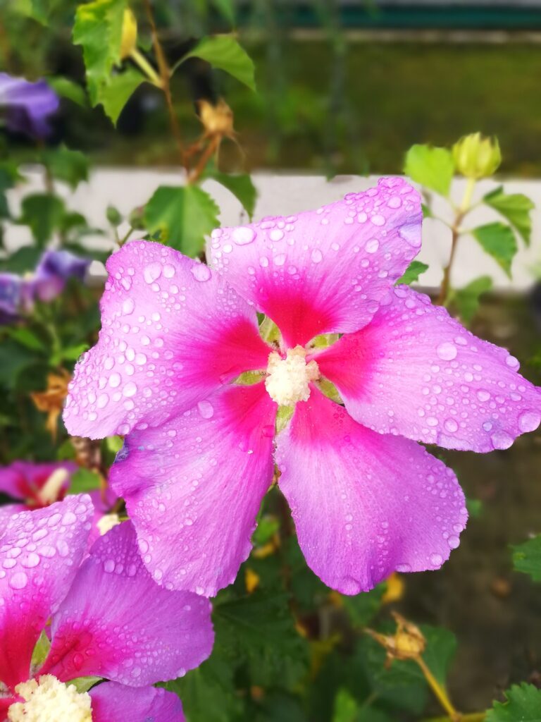 Flower Pink