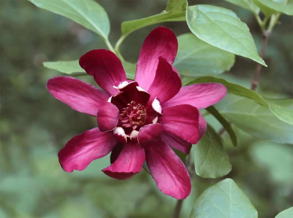 Calycanthus Aphrodite